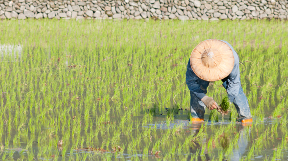 Asian farmer planting paddy rice. Copyright: Thinsktock